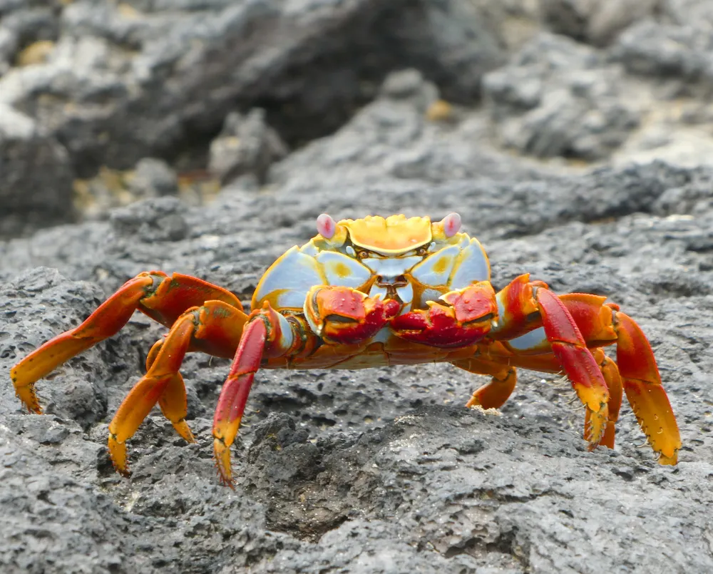 A photo Taken by Jacob Padilla. Location: Galapagos Islands